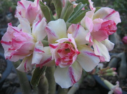 Adenium Seeds 'Triple Thong Chan Siam' (5 Per Pack) - Click Image to Close